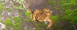 La fauna autctona que acecha amenazadora al senderista de las Mgicas Veredas Cordobesas