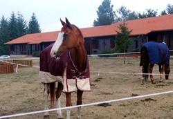 Caballos en el complejo de la Cabaa en Palas de Rei