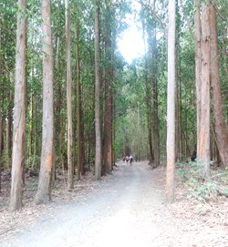 Bosques