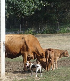 Las vaquitas