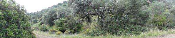 Pedrocheas Panormica