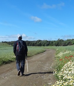 Jose por las florecillas silvestres