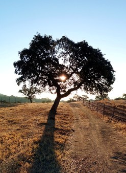 Una encina en la vereda de Linares