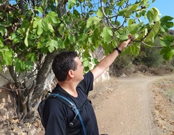 El tito cogiendo algarrobas