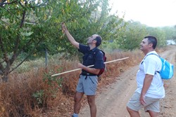 El robaperas cogiendo cerezas ante la mirada atnita de su colega