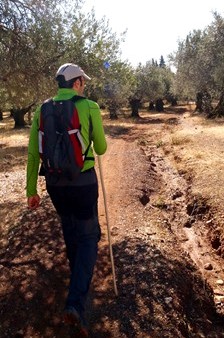 Romerillo por detrs en el olivar de los Morales