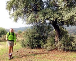 Romerillo bajo un gran rbol