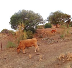 Vaquitas en La Canchuela