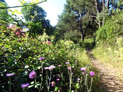 Flores por las Jaras