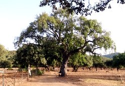 Arbol de gran porte