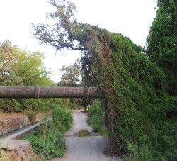 El tubo tupido de verdor