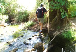 Romerillo cruzando el arroyo
